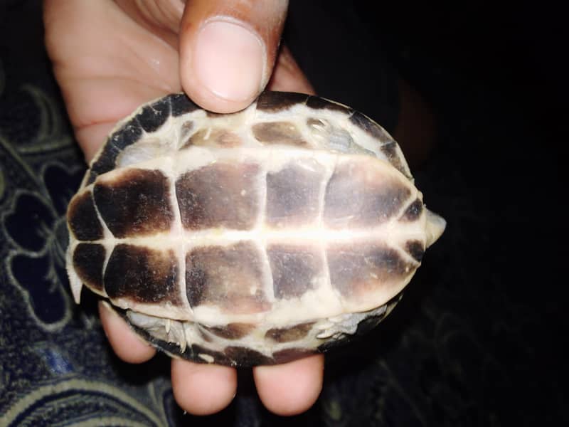 turtle 1