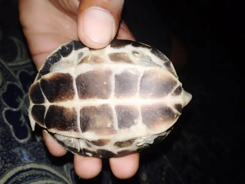turtle — photo 2