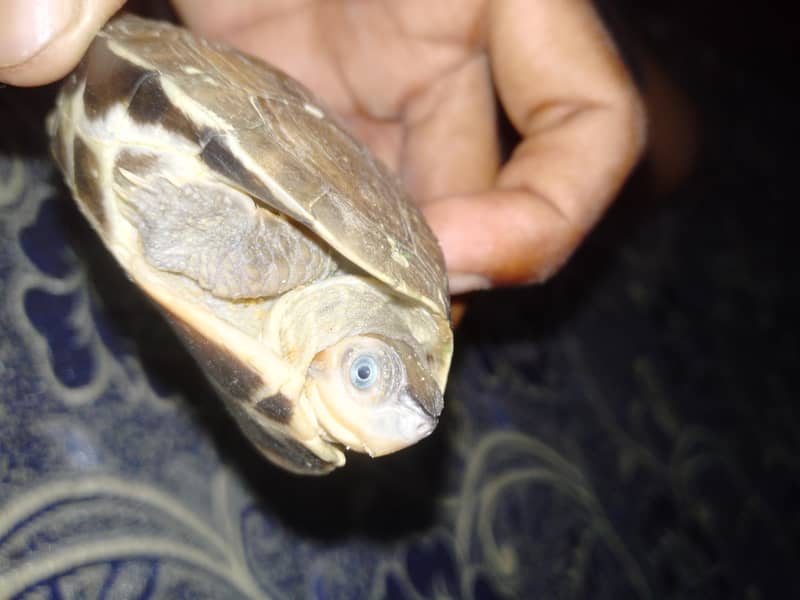 turtle 2
