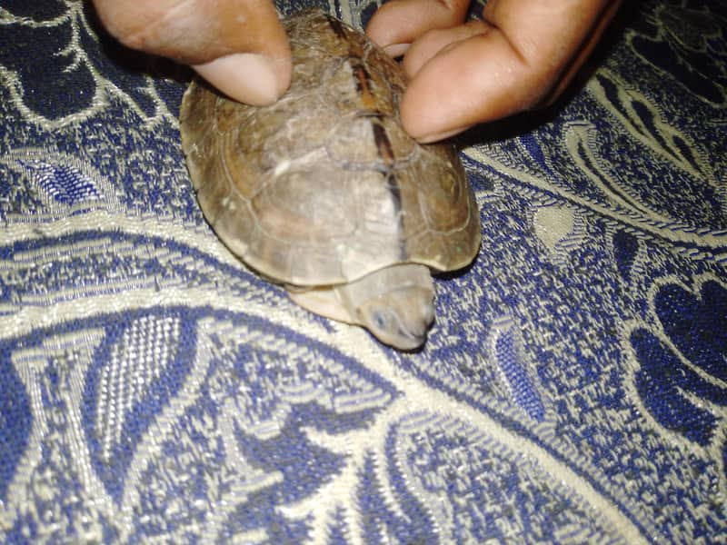 turtle 3