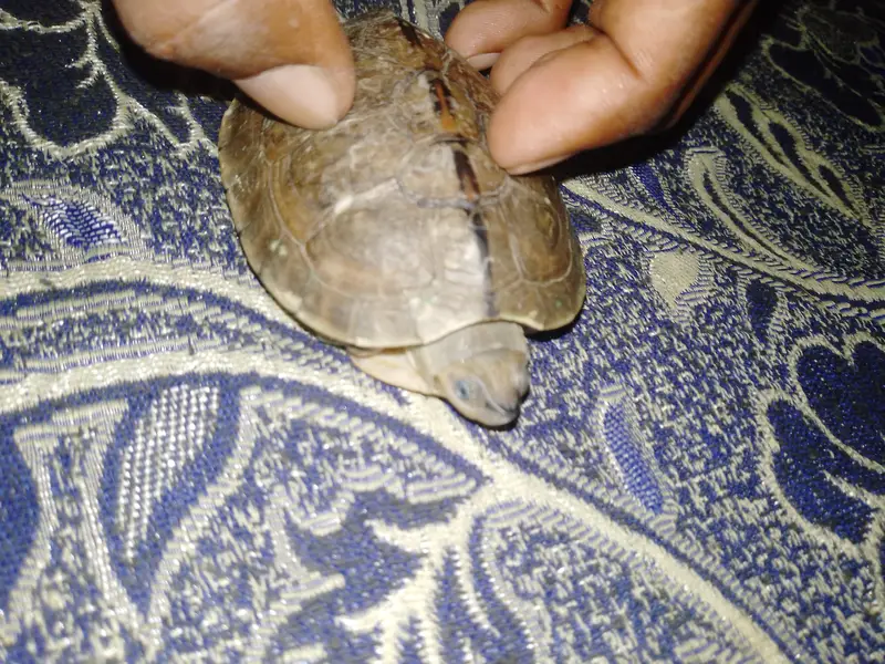 turtle — photo 4