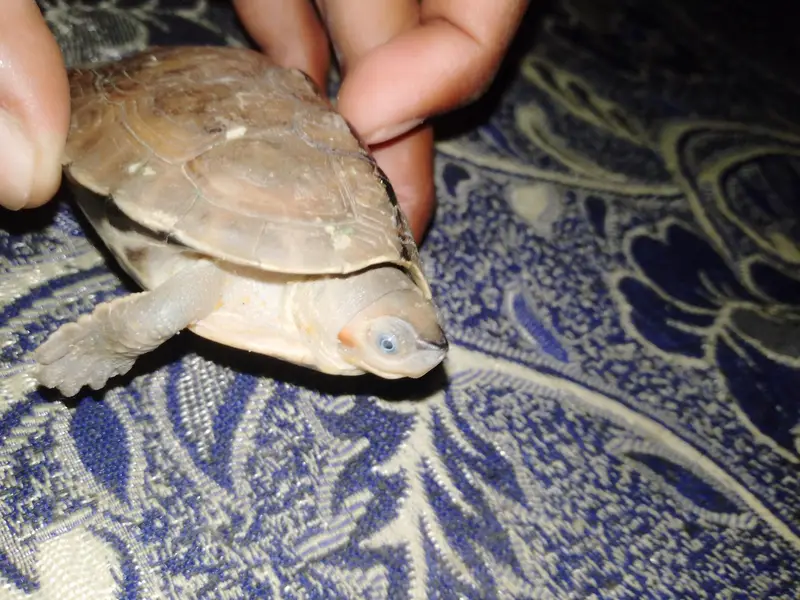turtle — photo 5