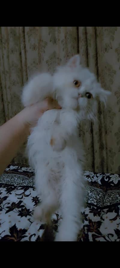 Persian Female Kitten cat