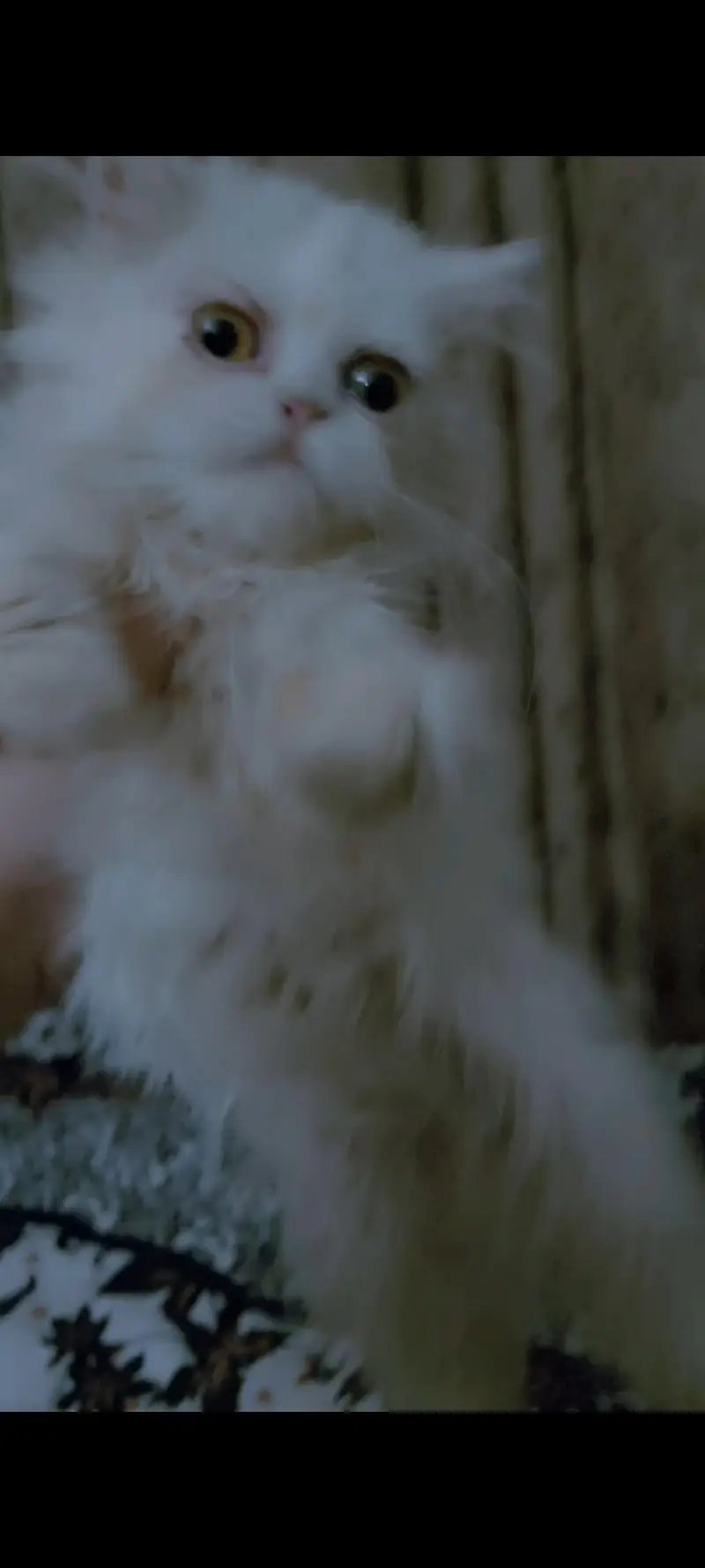 Persian Female Kitten cat — photo 2