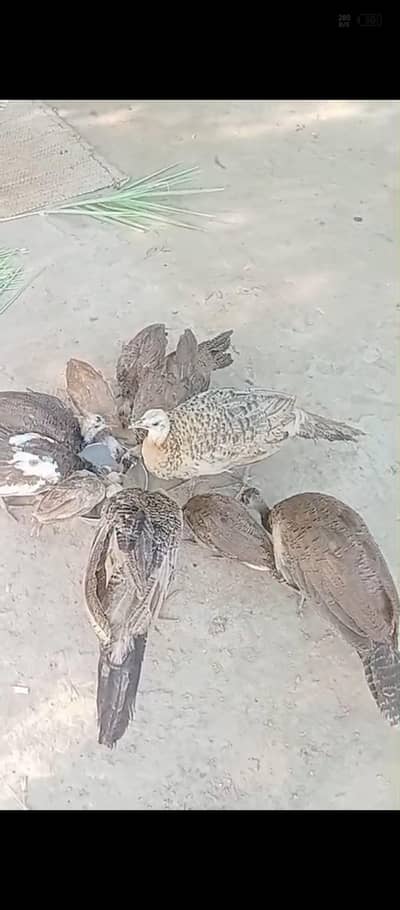 PEACOCK CHICKS  AND ADULT PAIRE