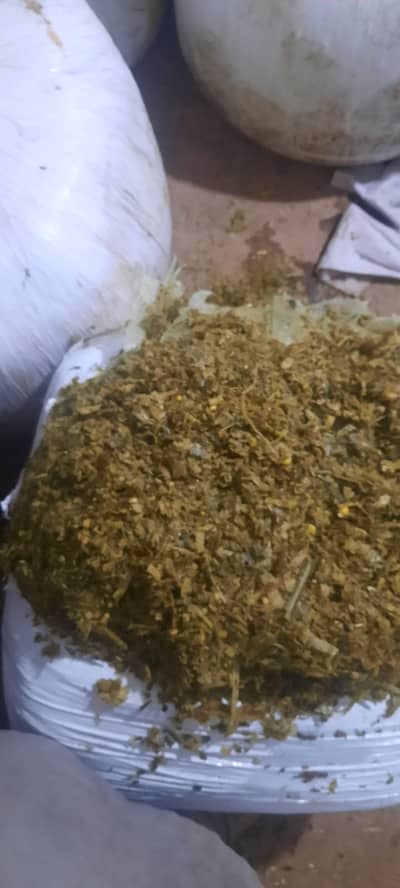 Maize Silage Available – Best Quality for Milk & Beef Cattle