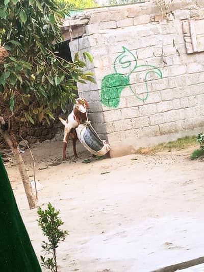 ماہ کا خوبصورت ساہیوال بکرا فروخت کے لیے 6