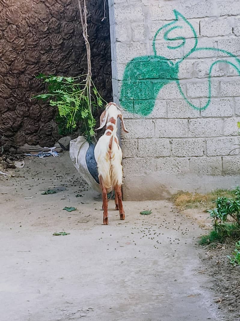 ماہ کا خوبصورت ساہیوال بکرا فروخت کے لیے 6 1