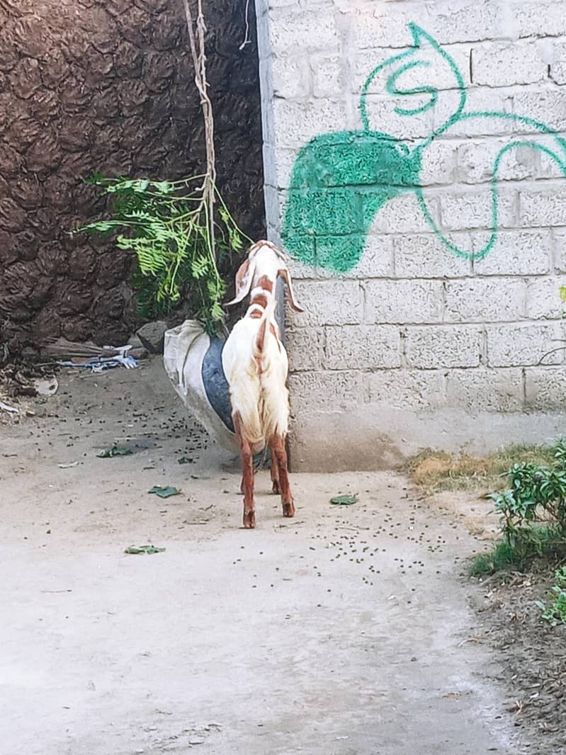 ماہ کا خوبصورت ساہیوال بکرا فروخت کے لیے 6 2