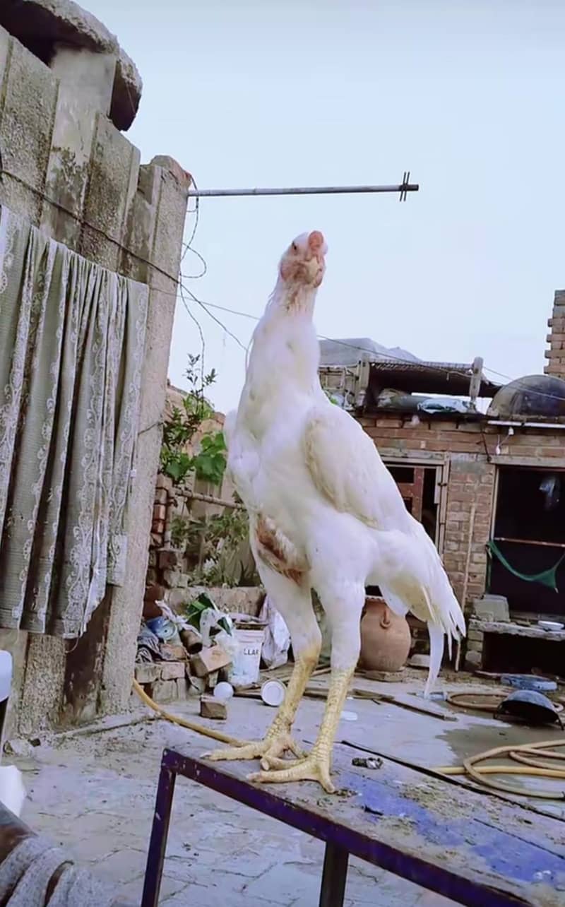 شامو وائٹ کنگ ایک نر آور تین مادہ 0