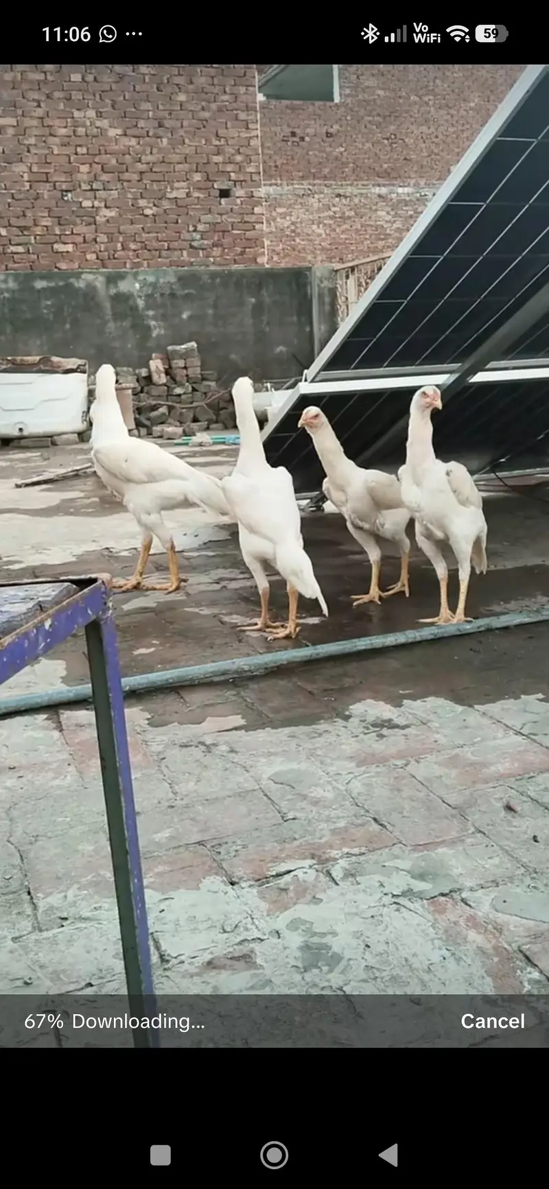 Shamo | White Shamo | king size Shamo | Shamo for sale — photo 3