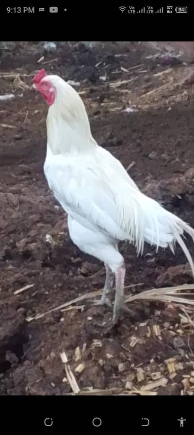white Heera aseel