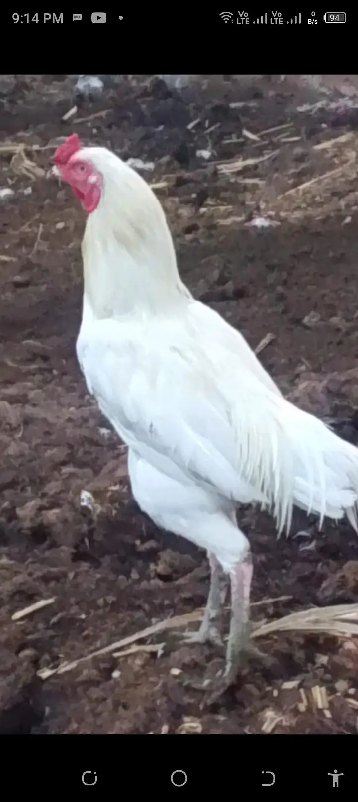 white Heera aseel — photo 2