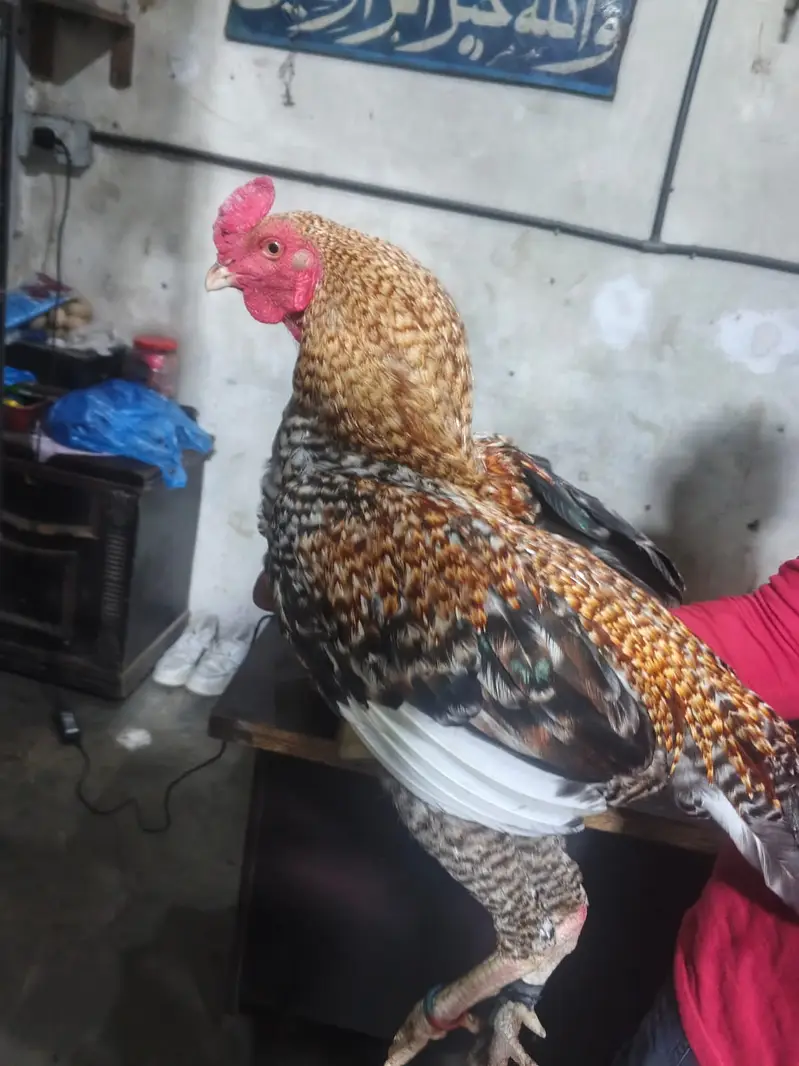 Aseel Mianwali — photo 3