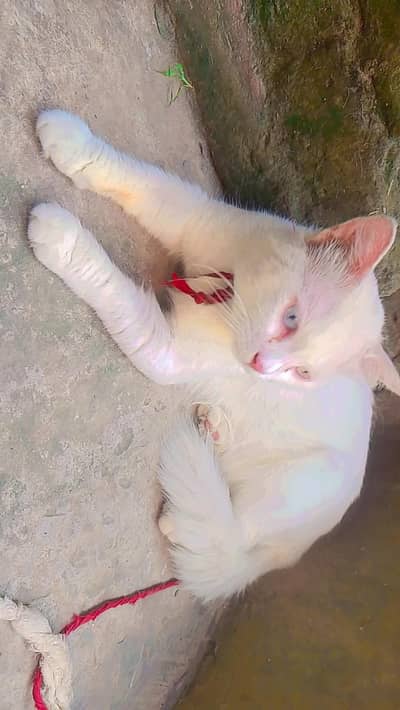 Full healthy & active Persian male cat ha