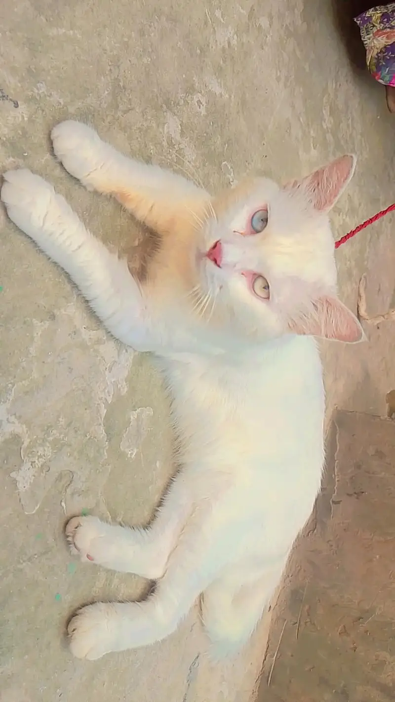 Full healthy & active Persian male cat ha — photo 3