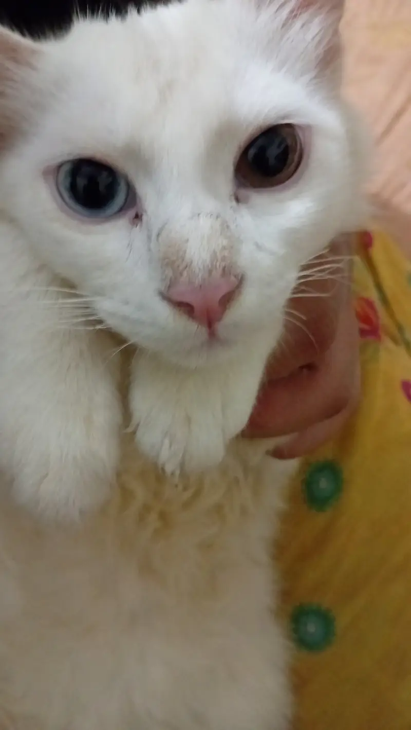 Brwon+blue eyesand full white kitten. — photo 3