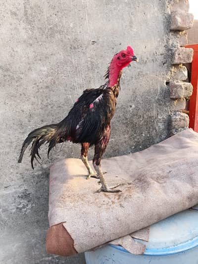 pure panus pakoya