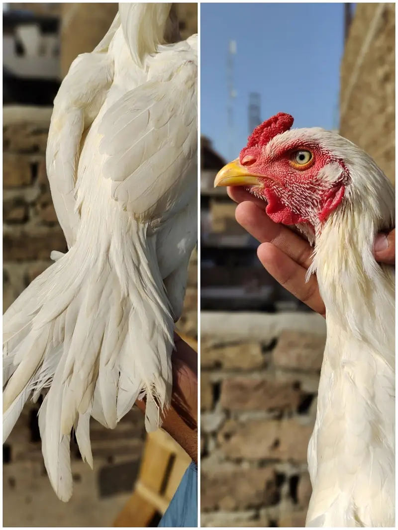 aseel for sale — photo 2