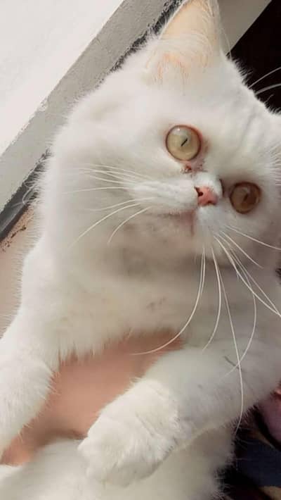 persian cat urgent for sale