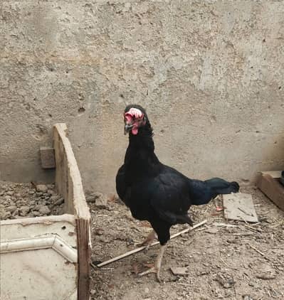 Young Aseel Female 11 month
