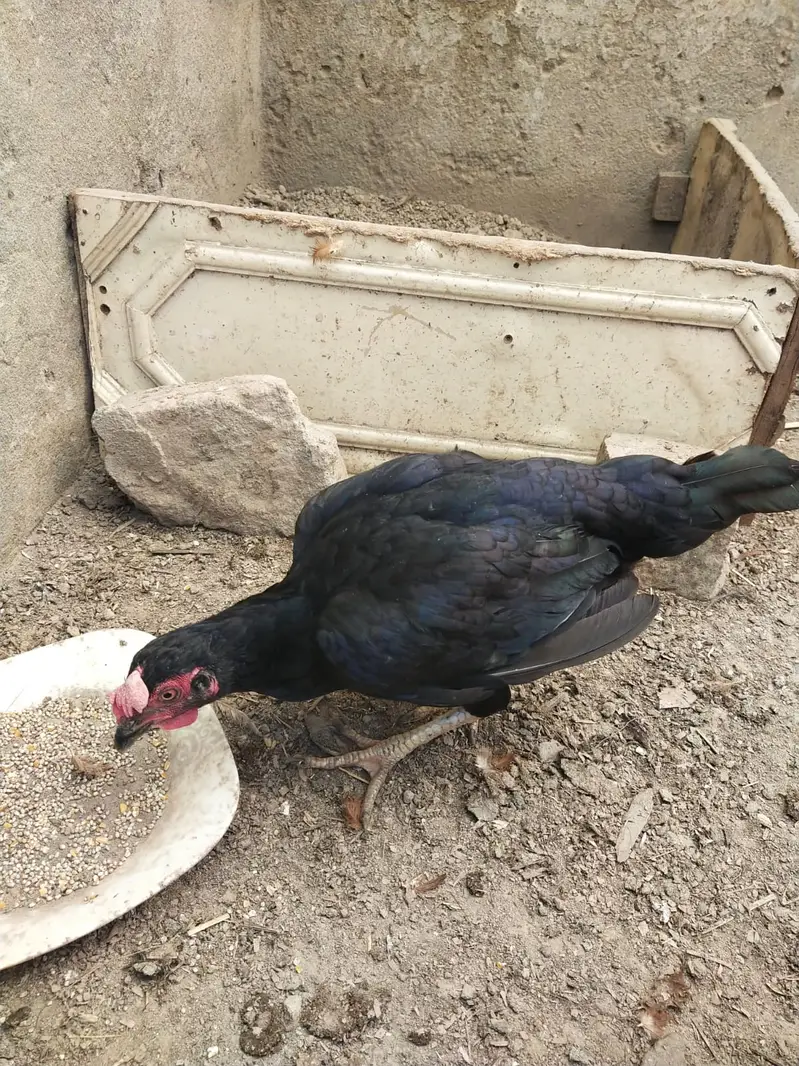 Young Aseel Female 11 month — photo 2