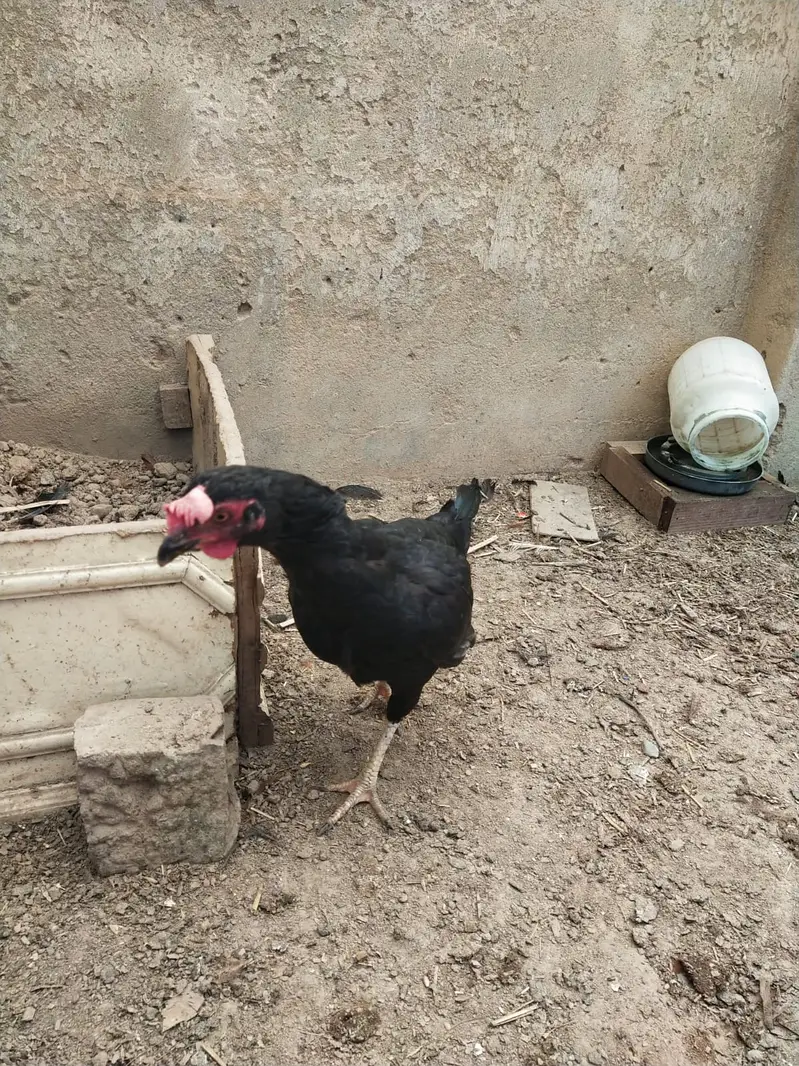 Young Aseel Female 11 month — photo 3