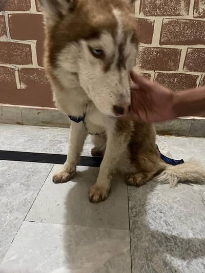 7-Month-Old Female Husky — Blue-Eyed & Super Friendly