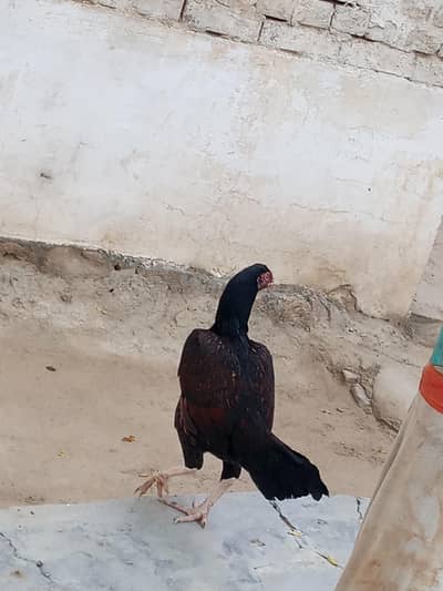 bara mora wali madi