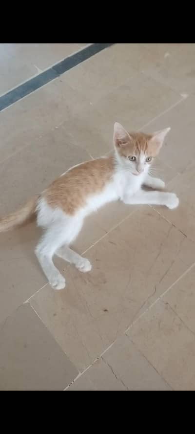 Ginger and white kitten for adoption. Healthy and active