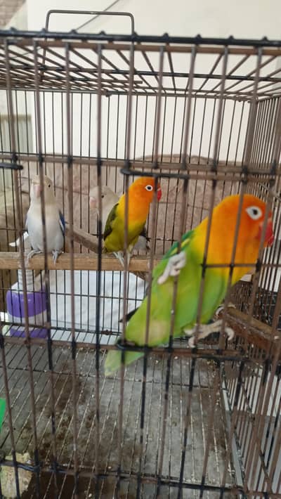 Green Opaline Breeder Pair