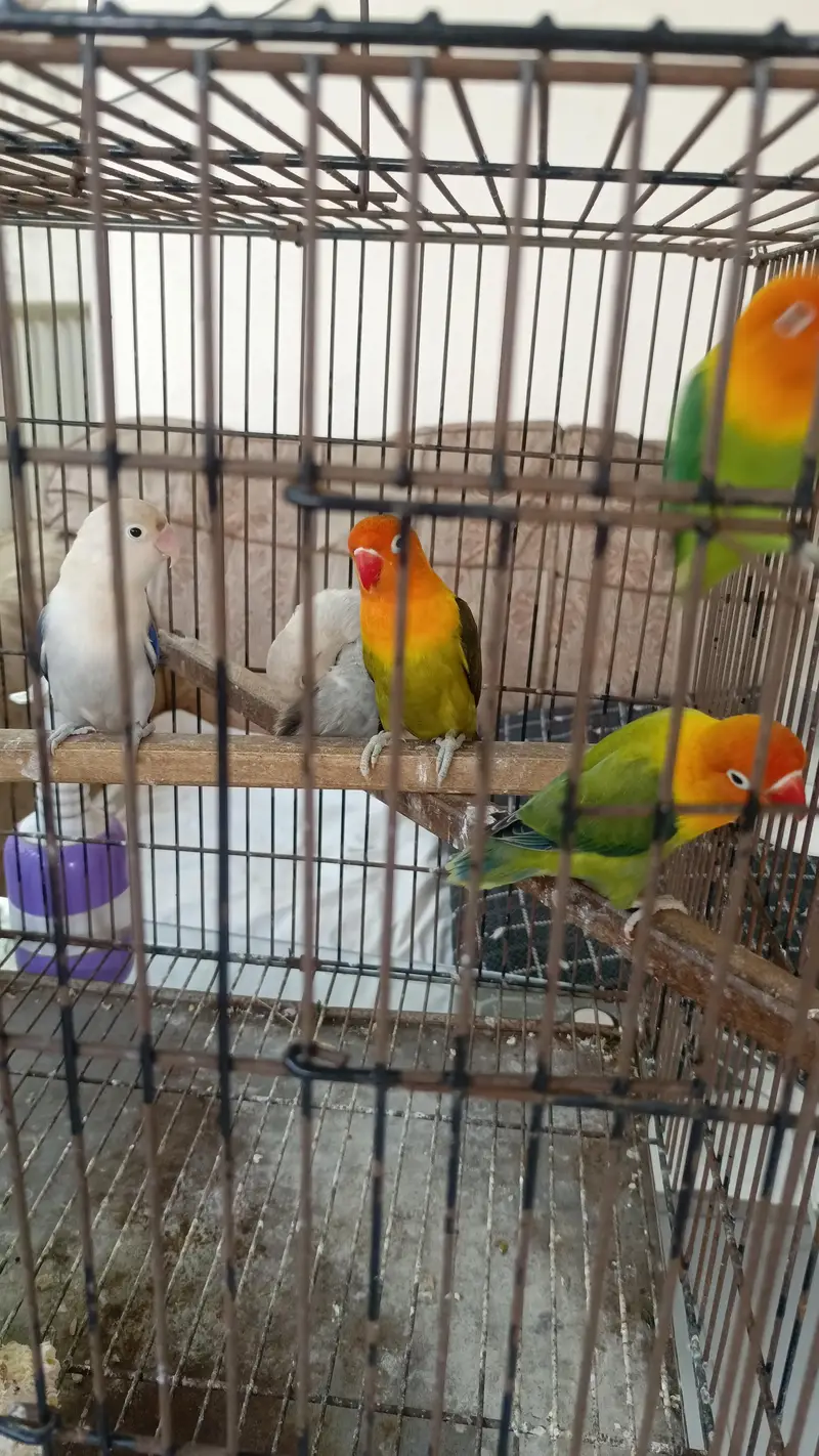 Green Opaline Breeder Pair — photo 2