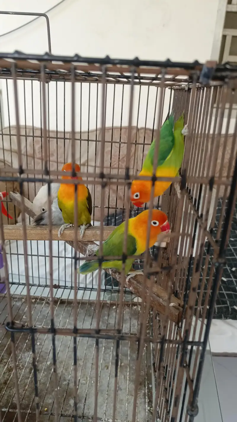 Green Opaline Breeder Pair — photo 3