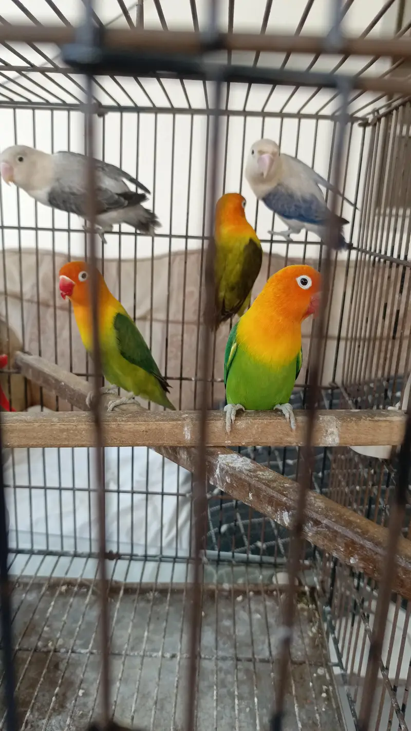 Green Opaline Breeder Pair — photo 4
