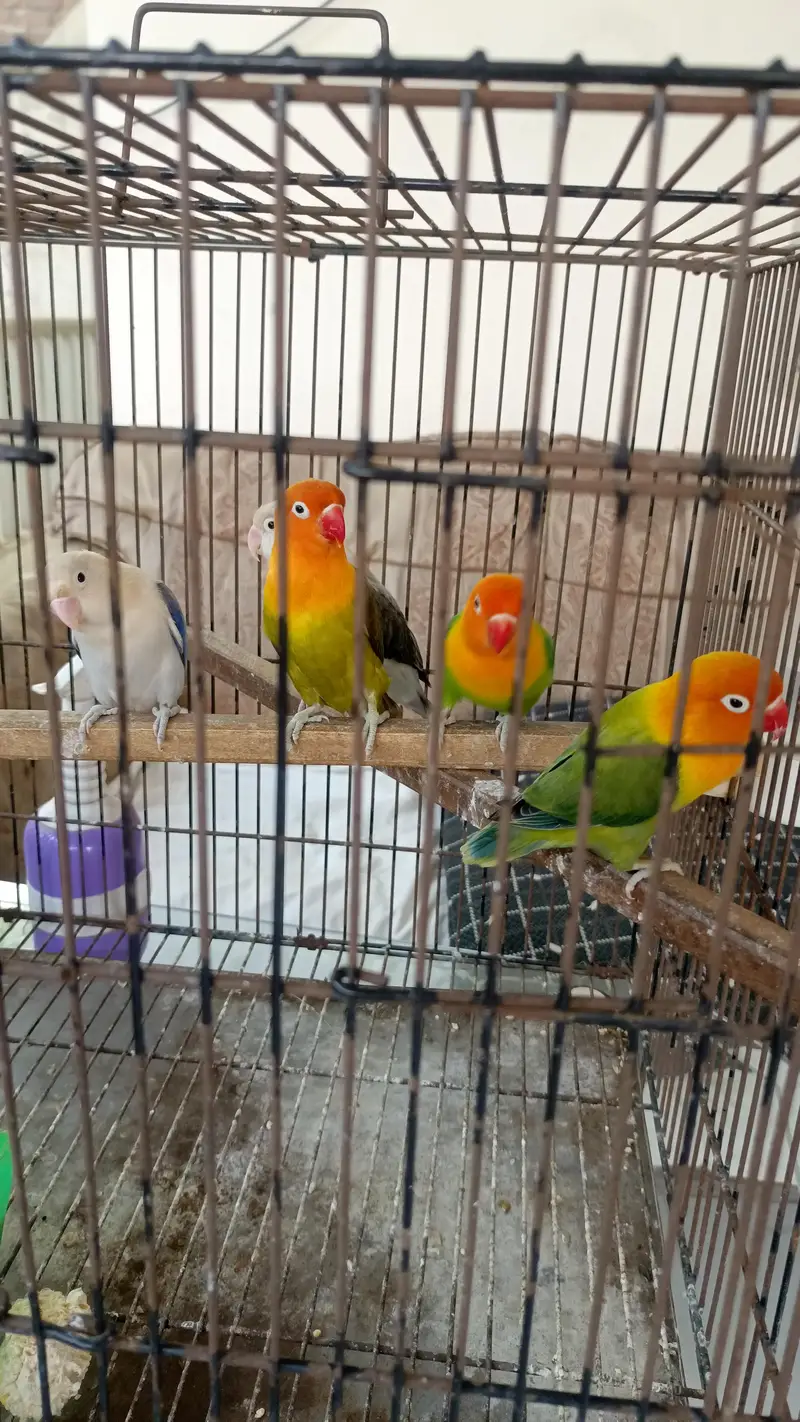 Green Opaline Breeder Pair — photo 5