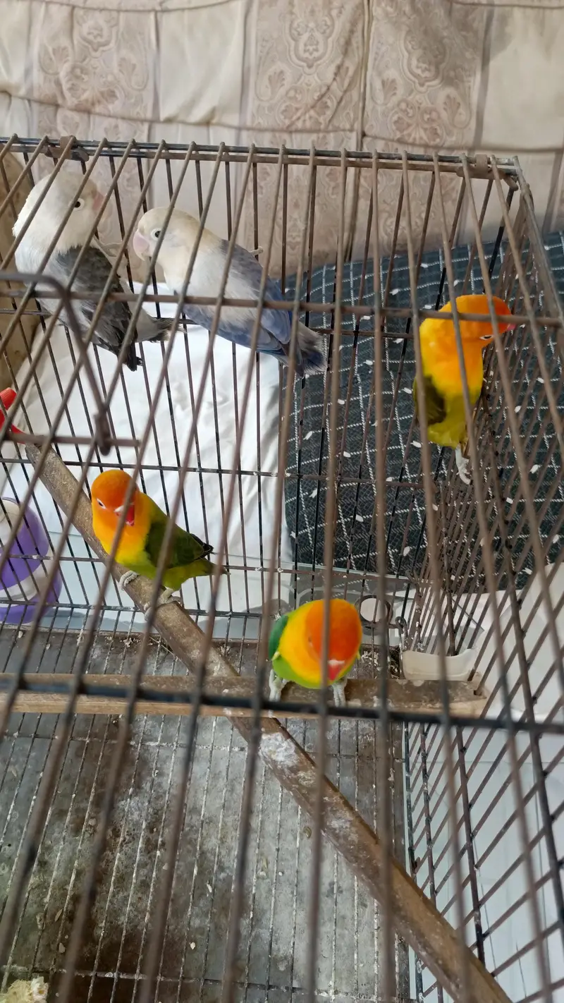 Green Opaline Breeder Pair — photo 6