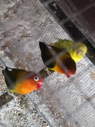 lovebirds ex possible with budgies