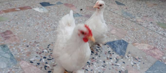 White Bentam Chicken