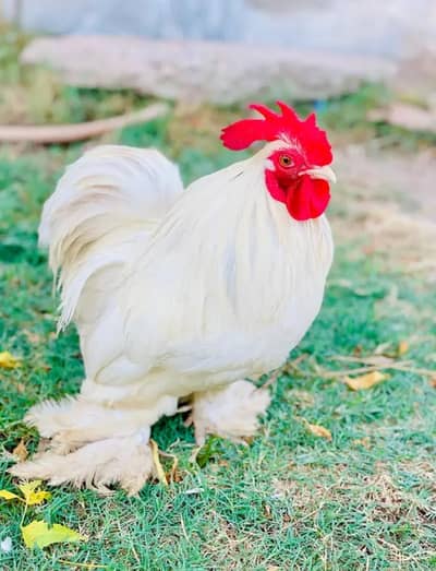 Bantam pair, Ready to, Bread,what's app , 03276678080