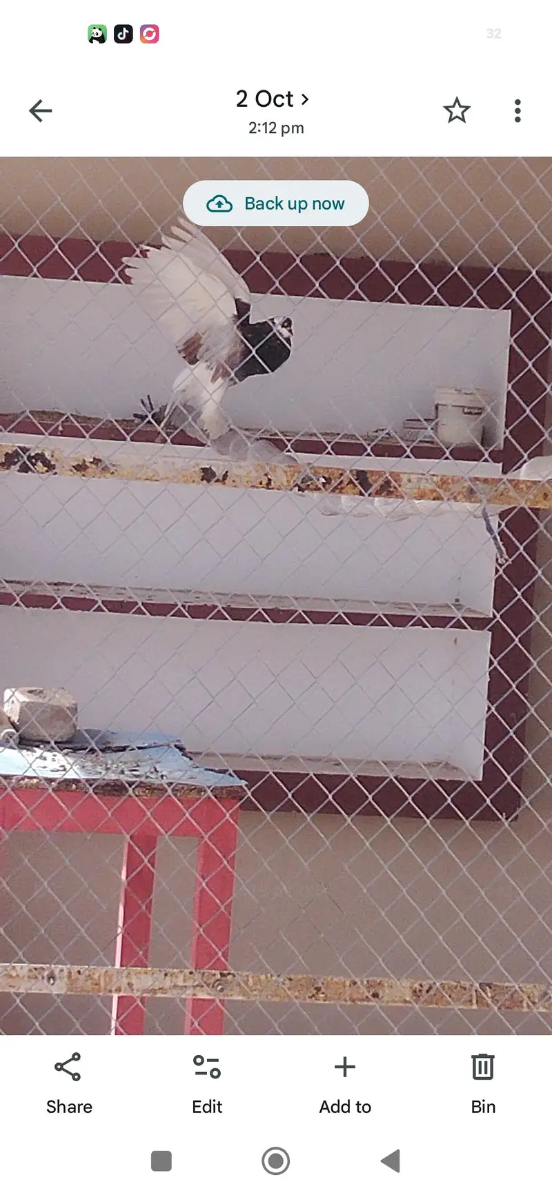 Bantam pair, Ready to, Bread,what's app , 03276678080 — photo 4