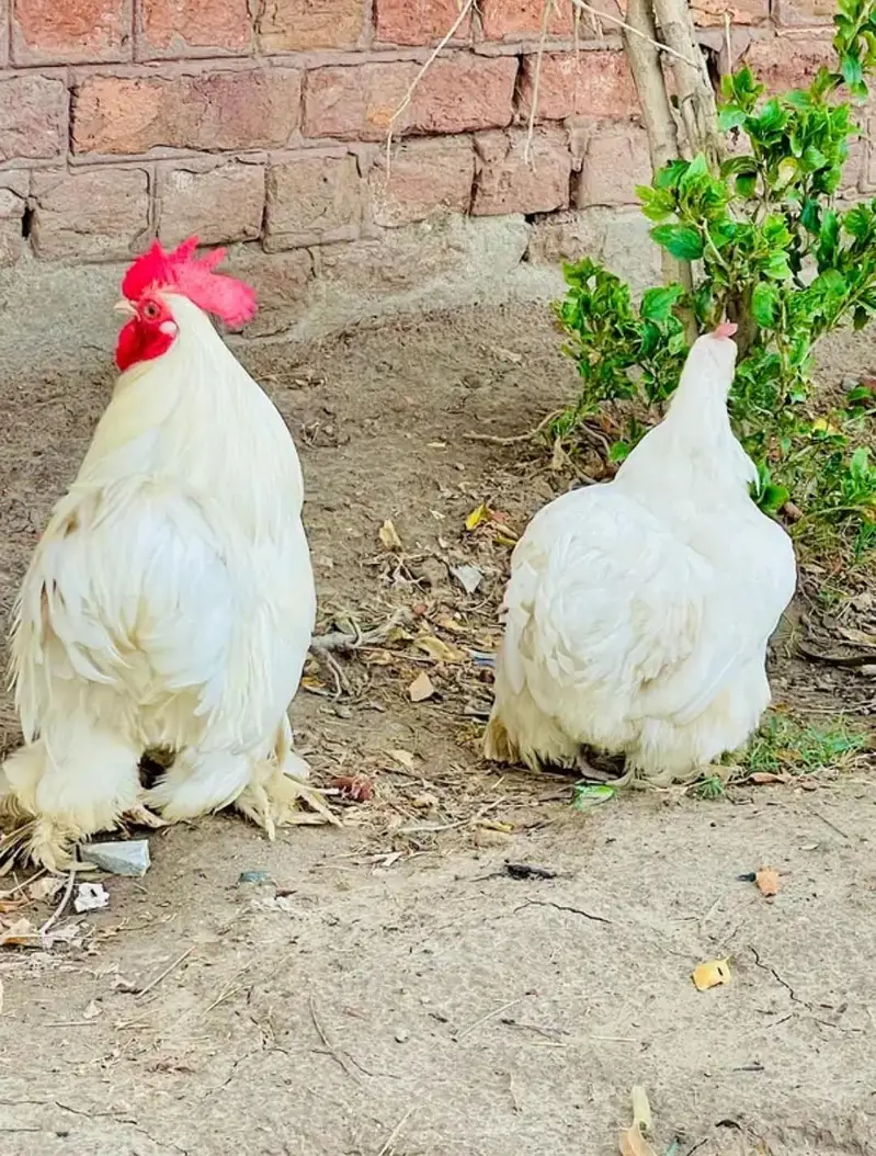 Bantam pair, Ready to, Bread,what's app , 03276678080 — photo 11