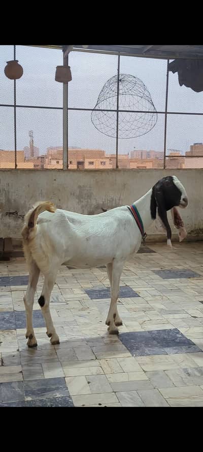 Kamori Bakri For Sale