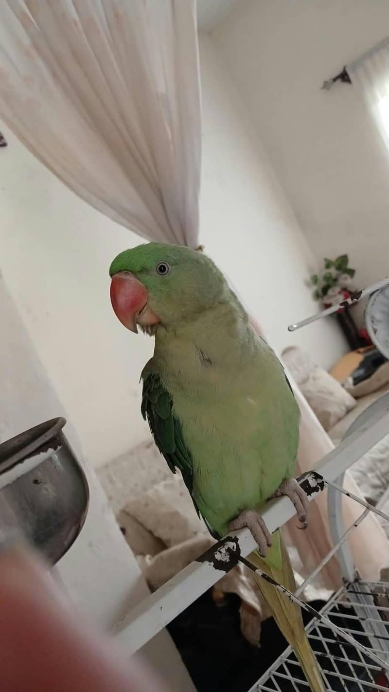Raw Parrot 0