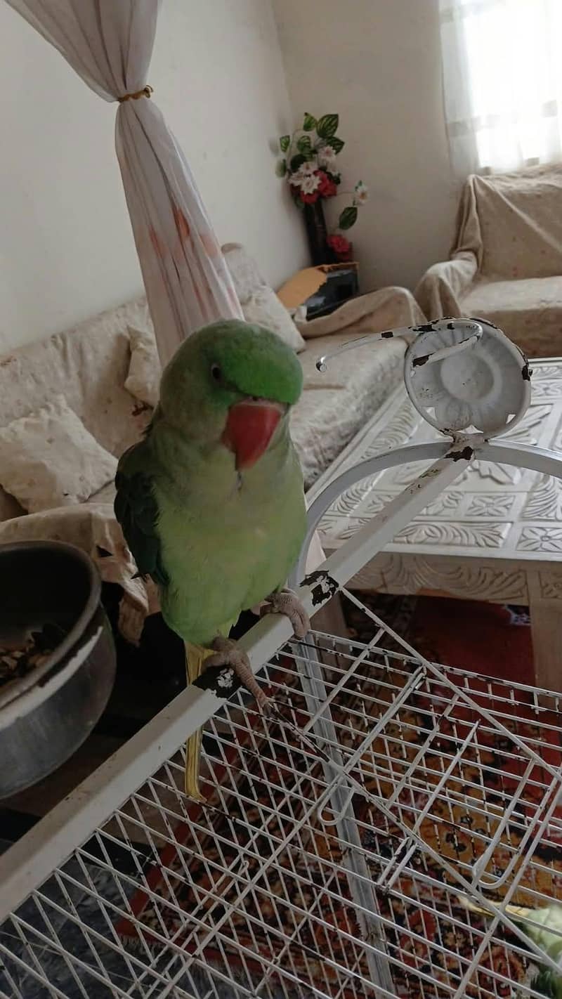 Raw Parrot 1