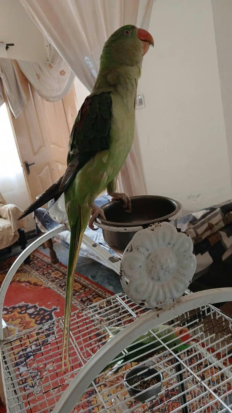 Raw Parrot 2