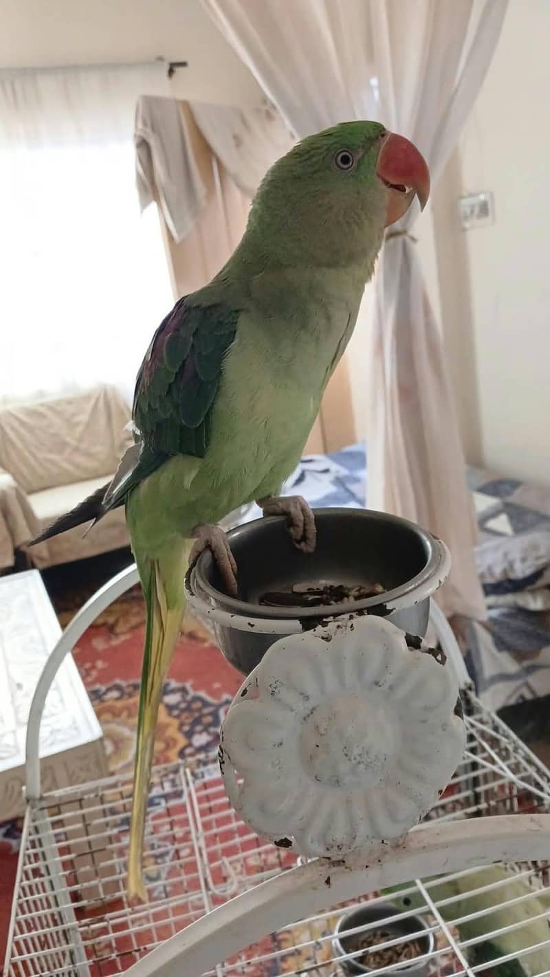 Raw Parrot 3