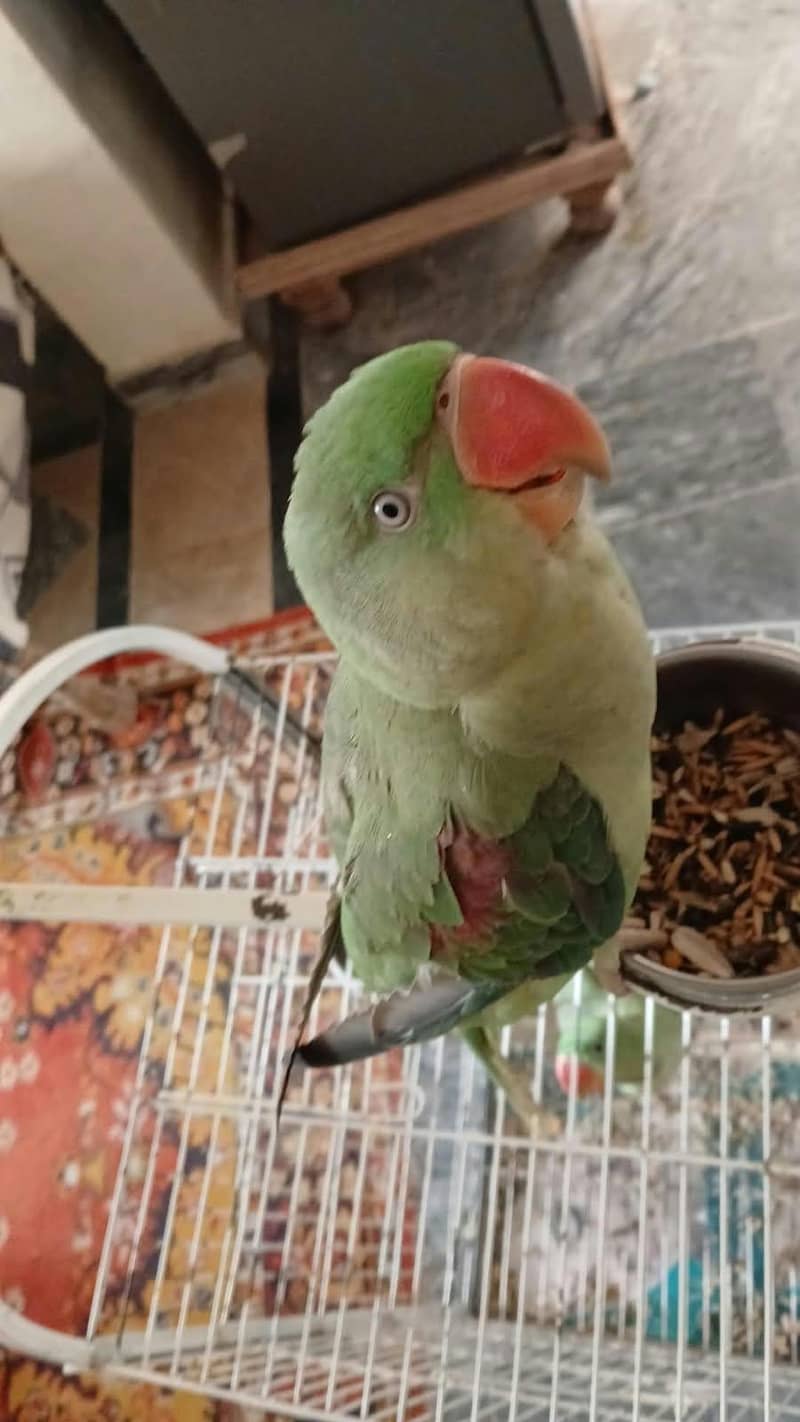 Raw Parrot 4