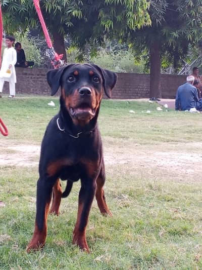 KCP pedigree Rottweiler female