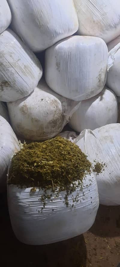 PREMIUM QUALITY SILAGE FOR CATTLE