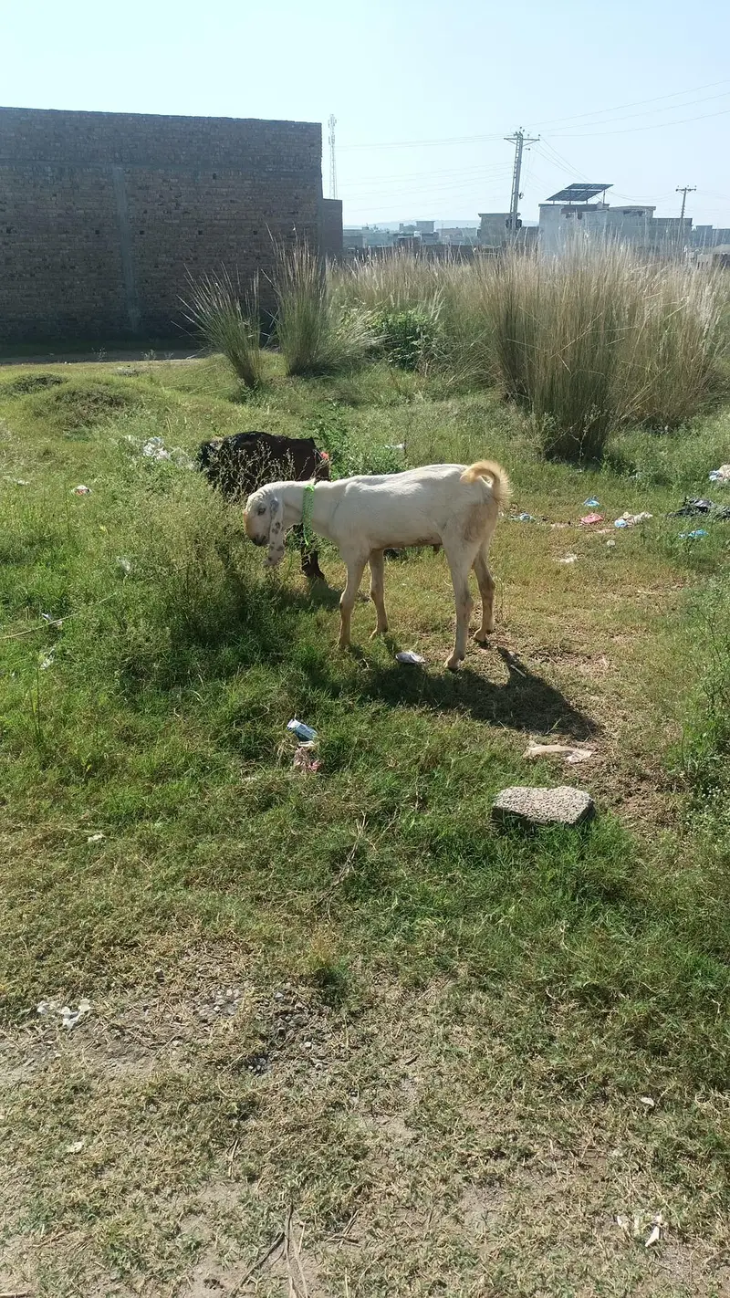 bakra / Gulabi Bakra / white goat / 2 dant bakra / goats — photo 2